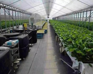 大连蜜桃视频APP下载入口