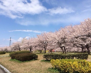 蜜桃视频APP下载入口办理
