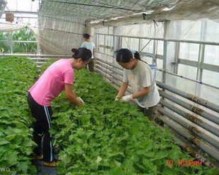 大连蜜桃视频APP下载入口