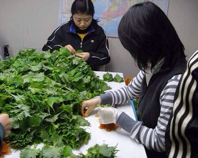 大连蜜桃视频APP下载入口