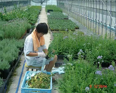大连出国劳务公司